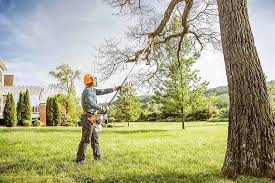 Reliable Wallis, TX Tree Services Solutions